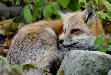  Fox laying curled up by a rock