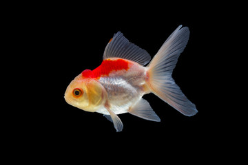 goldfish isolated on black background.