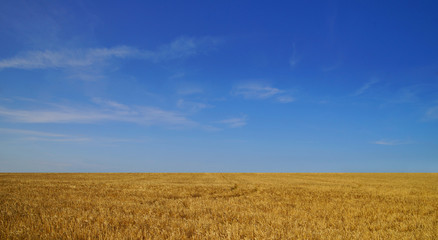 Scenic view of a wheat field on the sunny day.
