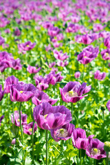 Obraz na płótnie Canvas Poppy flowers field