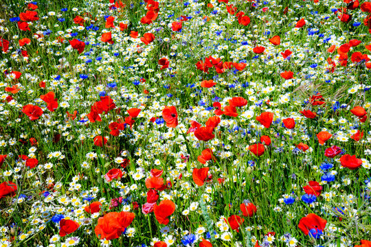 Fototapeta Wild flower meadow