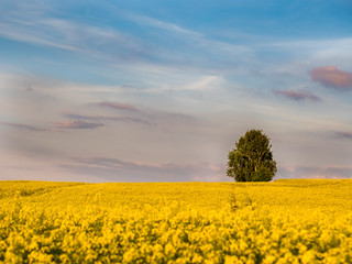 A rapeseed field in spring with tree in background