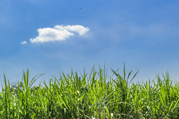 Obraz premium Tropical Rural Landscape, Ecuador01