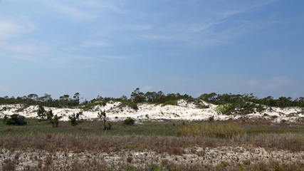 Fototapeta na wymiar Pine trees and shrubs growing on a mature sand dune
