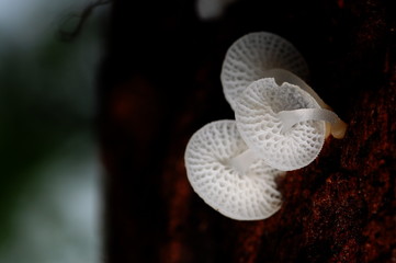 mushroom