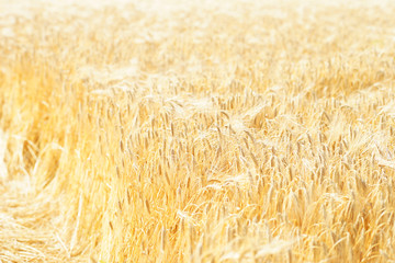 Scenic view of a wheat field on the sunny day.