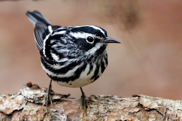 Black and White Warbler bird in a natural landscape