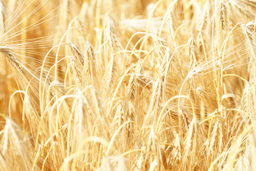Scenic view of a wheat field on the sunny day.