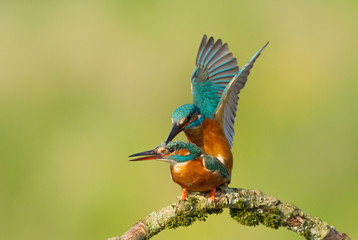 Eisvogel In Love 