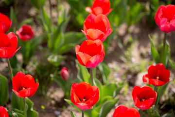 Obraz premium Beautiful red tulips in nature