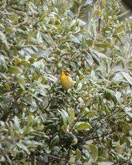 Blackburnian Warbler bird in a natural landscape