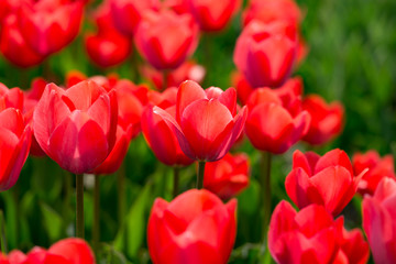 Fototapeta premium Beautiful red tulips in nature