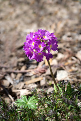 Kugelprimel im Garten (Frühjahr)