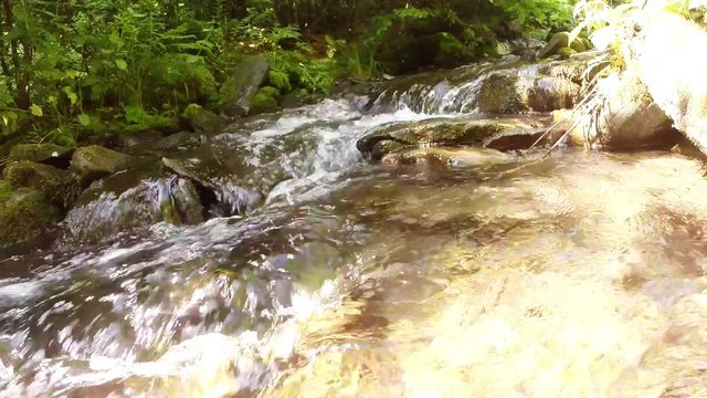 Forest River With Crystal Clear Water Falls in Font in Carpathian Mountain