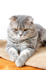 Obraz premium Domestic scottish cat