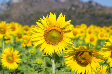 Closeup Sunflower,  Sunflower facing the sun.  Bright yellow sunflower   Lopburi  , Thailand