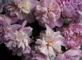 Fototapeta na wymiar Amazing vibrant bouquet of blooming purple peonies.