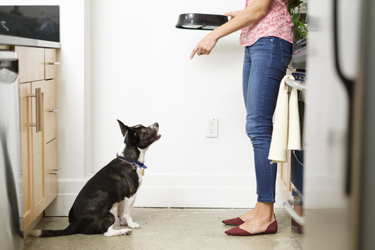 Woman feeding dog in kitchen