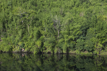  Jungle reflected in a lake