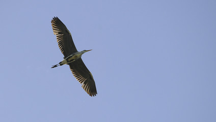 Obraz premium Grand Héron