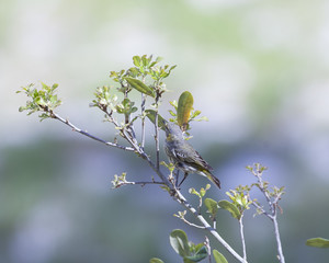 Black Poll Warbler bird in a natural landscape. Non-breeding plumage