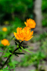 Yellow globe-flower in forest