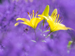 Fototapeta na wymiar 紫の中の黄色