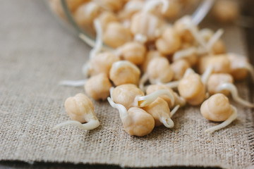 Chickpea sprouts over fabric material, ready to eat.