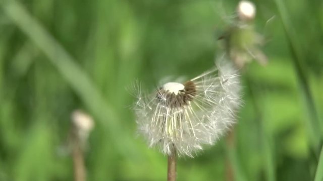 Dandelion Seed Head ,on blurry background,macro close-up. Dandelions, dandelion meadow, white flowers in green grass. 4K video