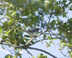 Black Poll Warbler bird in a natural landscape