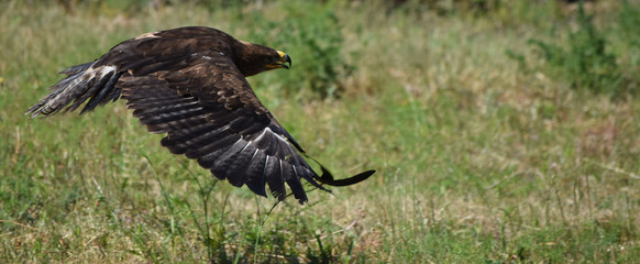 Rapace : aigle des steppes en vol rasant.