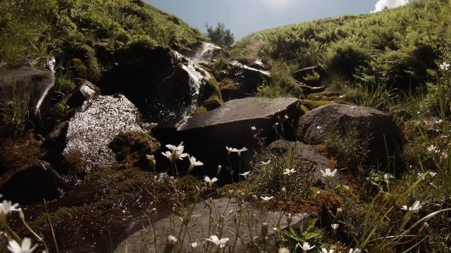 Small White Field Flowers Rattle on Wind on Bend of Mountainous Stream