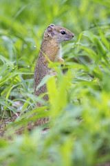 Naklejka na ściany i meble Tree squirrel sitting in wet green grass on ground