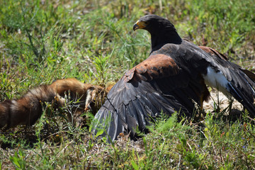 Rapace : buse de Harris qui vient d'attraper un renard.