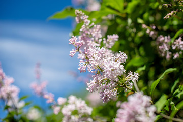 Inflorescence of pink lilac against the blue sky 