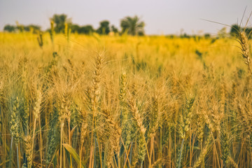 Wheat Farm Rural India