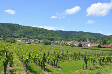 Fototapeta na wymiar Riquewihr et son vignoble (Alsace)