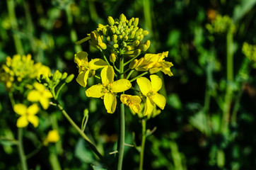 Close-up of the canola flower