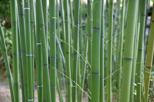 Bambous verts au jardin au printemps