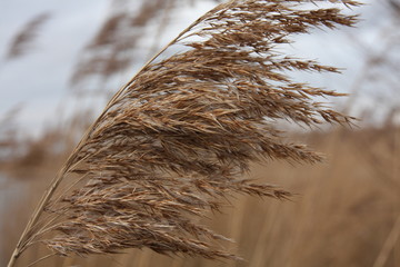 Autumn wheat