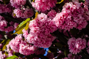 Blossoming branches of sakura