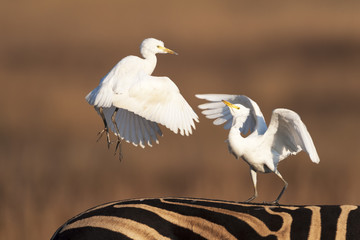 Cattle Egret