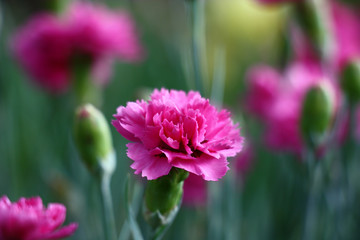 Carnation./Darkly pink bud of a blossoming carnation. Around dim contours of flowers, leaves and not opened buds.