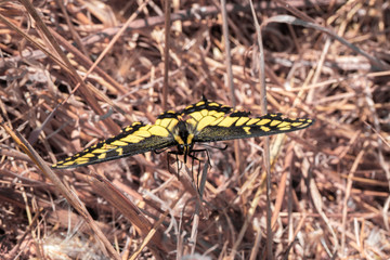 Anise Swallowtail - Papilio zelicaon. Santa Clara County, California, USA.