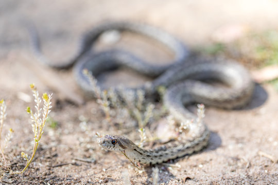 Pacific Gopher Snake - Pituophis catenifer catenifer. Adult, Santa Cruz County, California, USA.