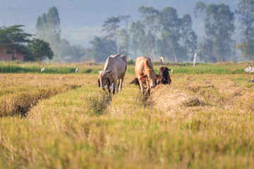 Naklejka na ściany i meble Cow eating grass at rice field