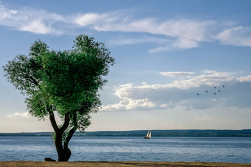 Sailboat on the lake, landscape sunset tree bird
