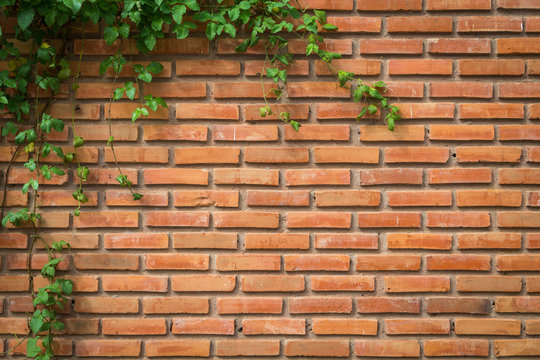 Brick wall with creeping plant © Satawat