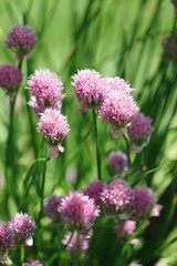 Lila blühender Schnittlauch - allium schoenoprasum