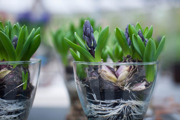 Cultivation of hyacinths in glass
